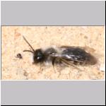 Andrena vaga - Weiden-Sandbiene m01.jpg